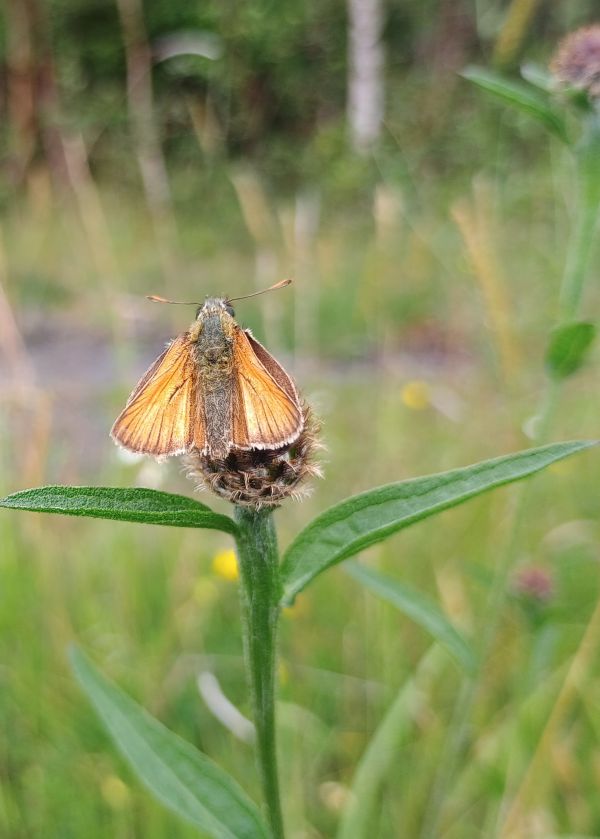 An orange butterfly on a plant
