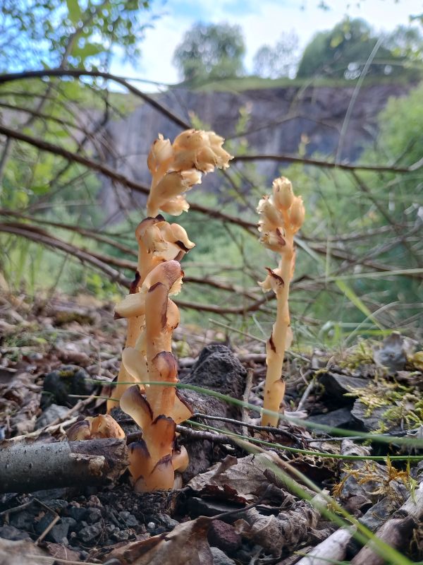 A close-up of a totally yellow plant
