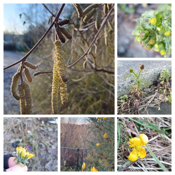 Collage of 6 photographs of yellow coloured wild flowers
