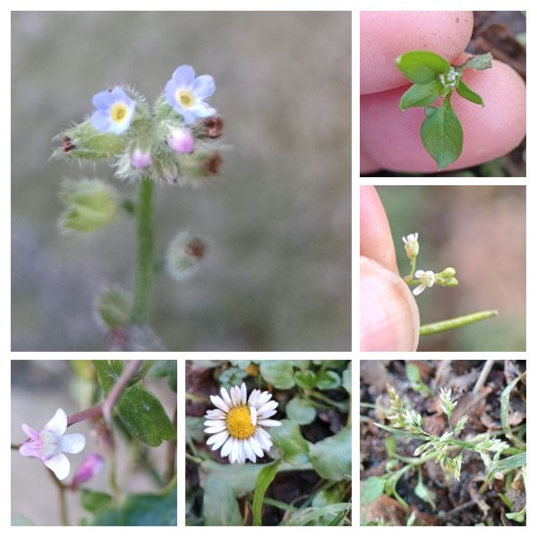 Collage of 6 photos of wildflowers