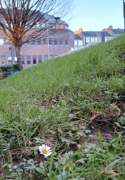 A daisy flower on a grassy slope with tree and buildings in the background