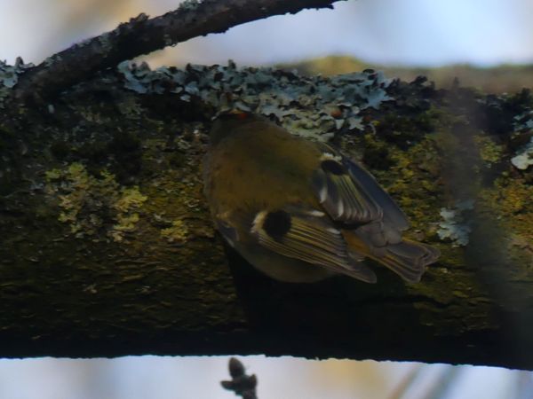 Close-up of the back of a small bird on a lichen covered branch