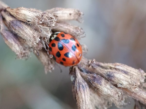 Small red beetle with black spots nestled beside remains of seedheads