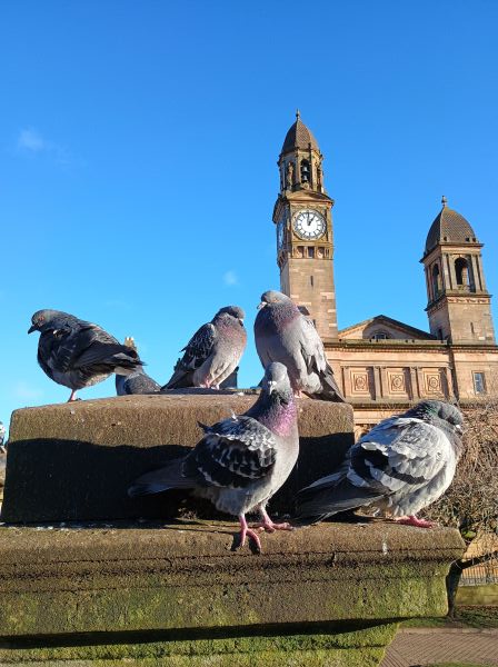 Five pigeons standing on a stone pillar with a townhall building with clock tower in background