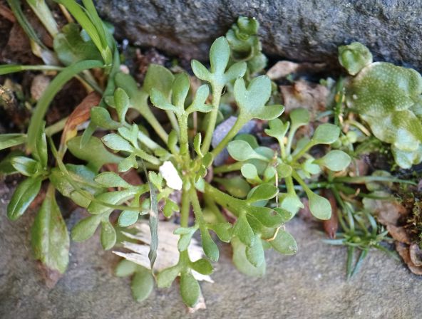 Close-up of rosette-shaped plant with trifoliate leaves
