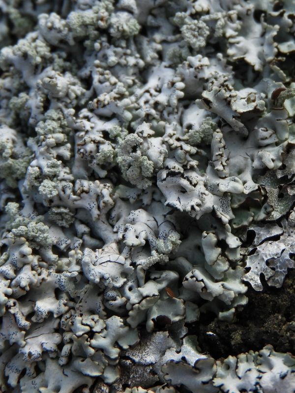 Greyish white leafy growth