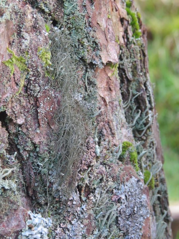Close up of tree bark with a green hairy lichen