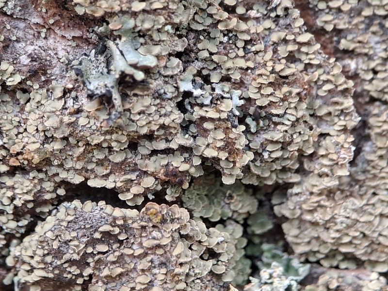 Greyish white scaly growth