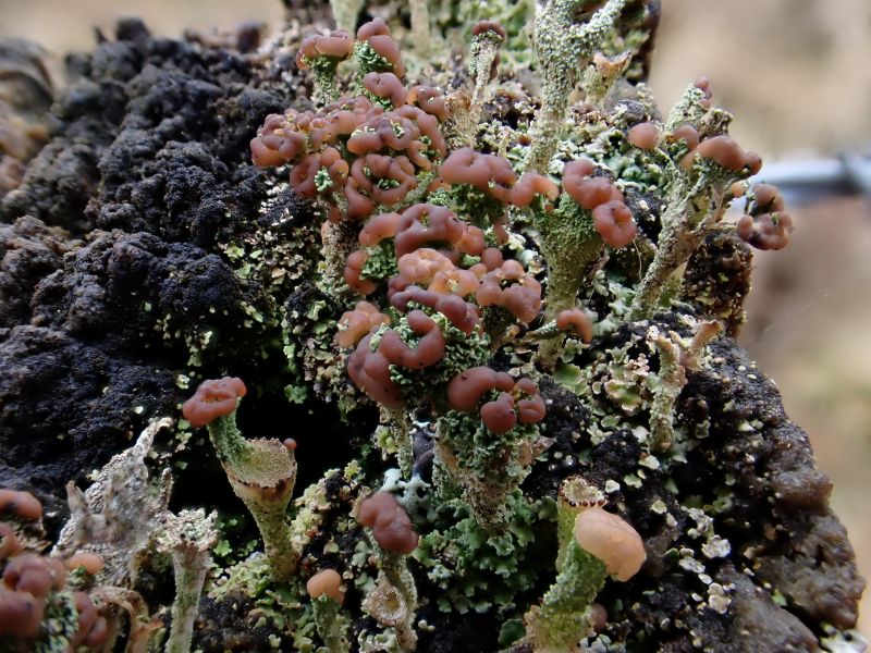 Lichen with pale brown blobs at the end