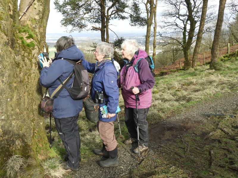 Lichen Walk – Gleniffer Braes and Bardrain&nbsp;Wood
