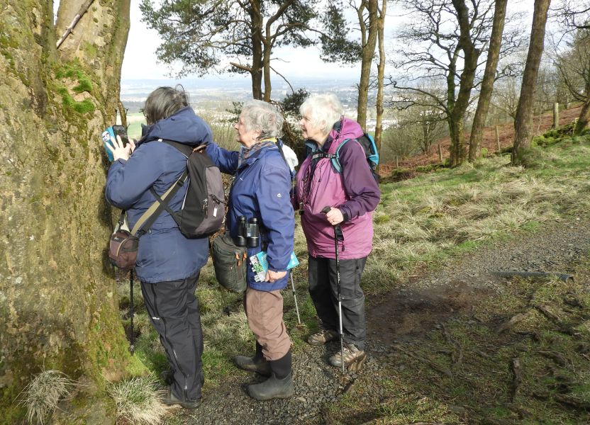Examining tree lichens