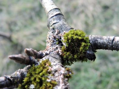 Twig with moss and lichens