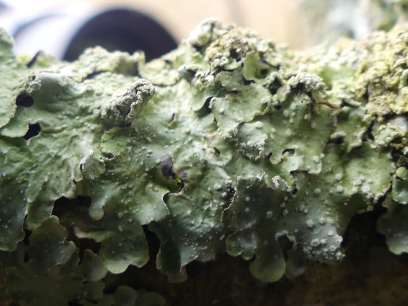 Pale grey green leafy type growth
