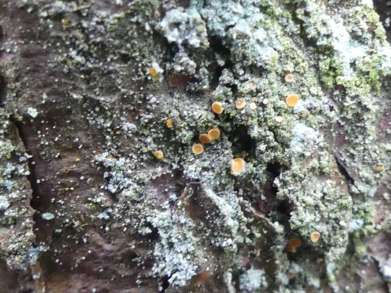 Close up of rock with grey powdery crust with orange coloured discs within it