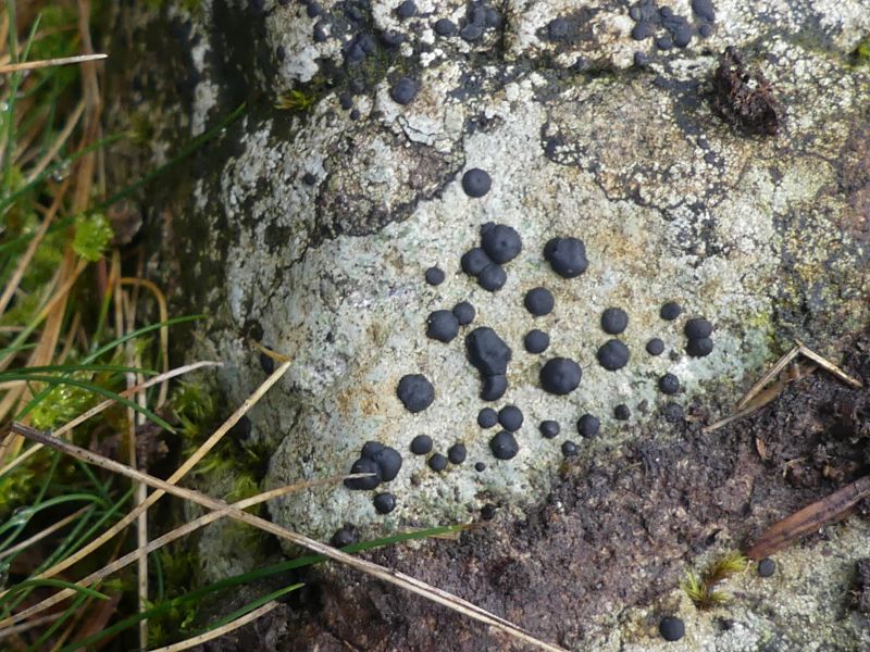 Rock with black mole-like growths on the surface