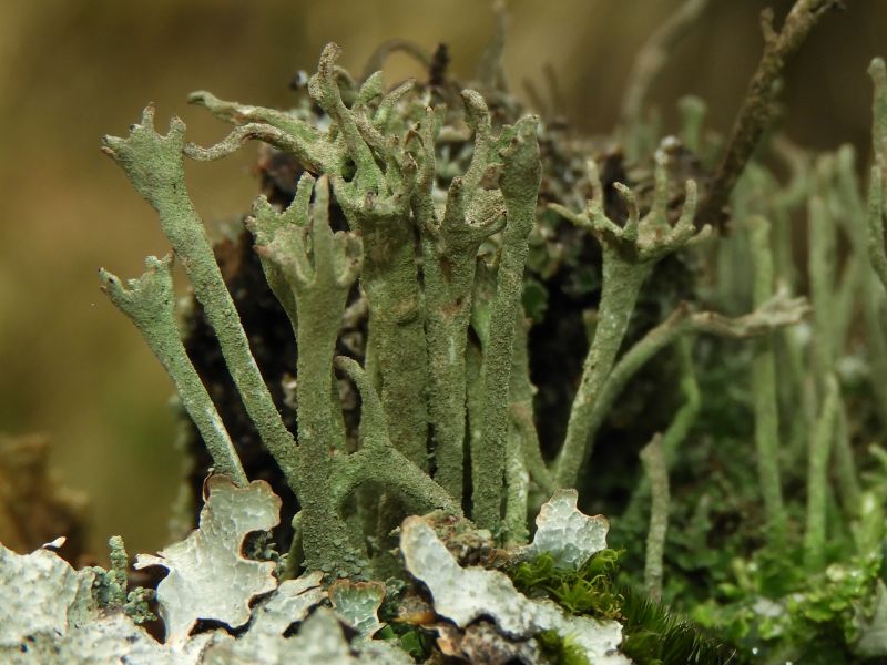 Close up of pale green lichen with long fluted stems