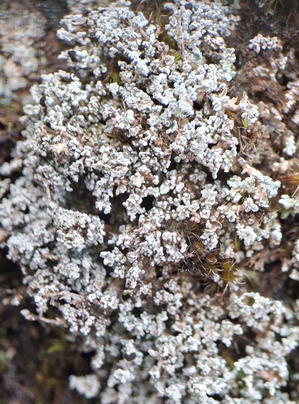 Close up of a whitish growth