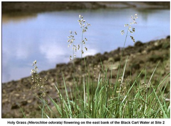 Close up of a flowering grass next to a river