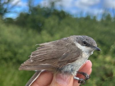 Lesser Whitethroat returns to Renfrewshire after 18 year&nbsp;absence