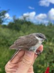 Hand holding up a small grey and white bird