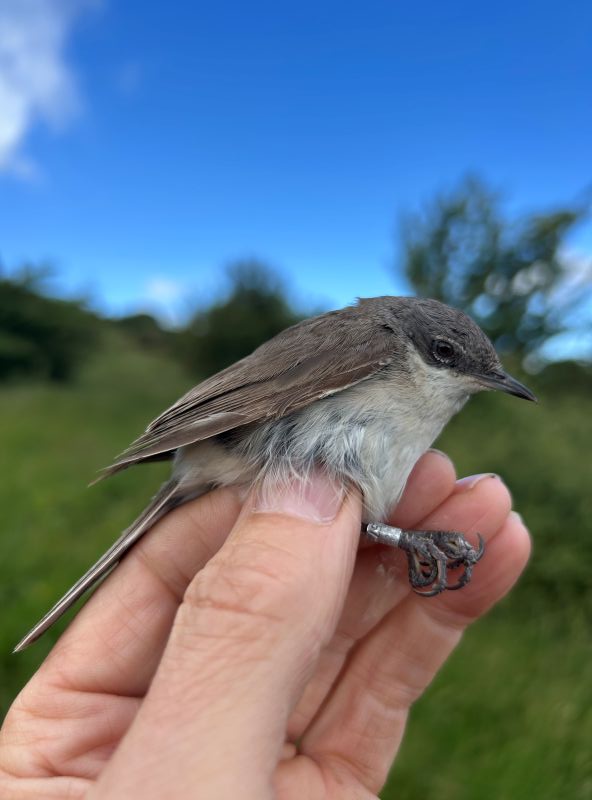 Hand holding up a small grey and white bird