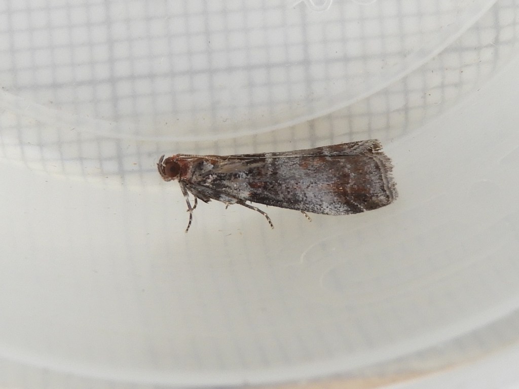 grey and brown moth