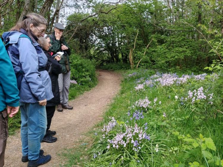 Photograph of a group of people standing on a dirt path in a wooded area, observing a patch of blooming purple and white flowers.