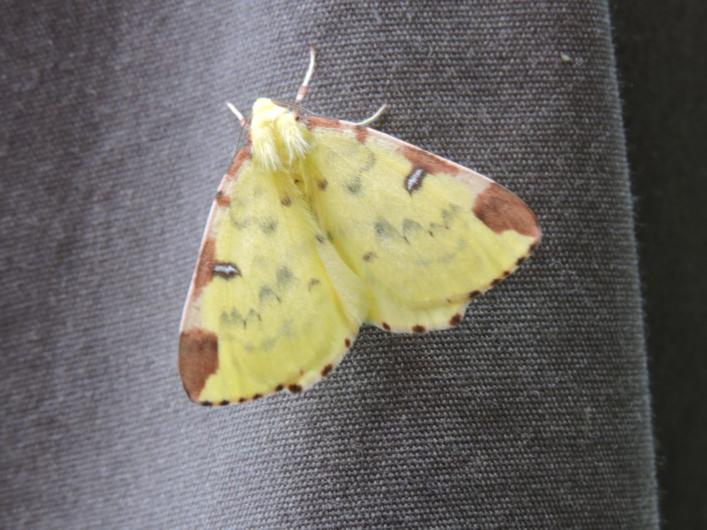 yellow moth with brown patches and lines