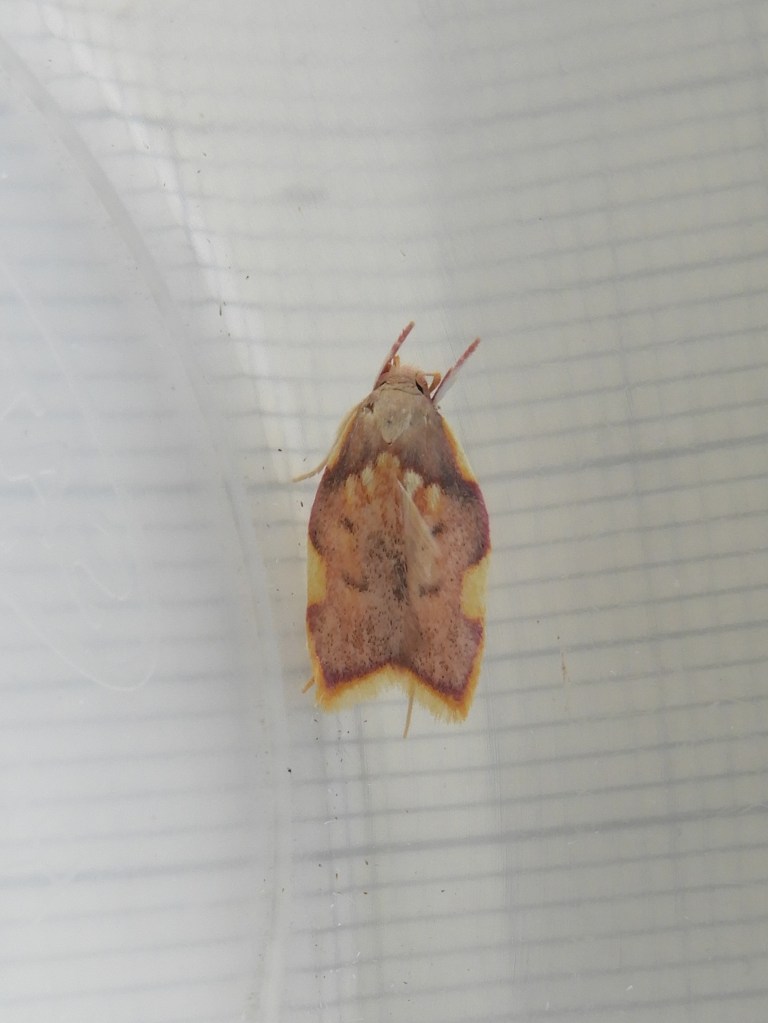 Brown moth with pale patch on side of each  wing and line of 5 darker brown dots on each wing