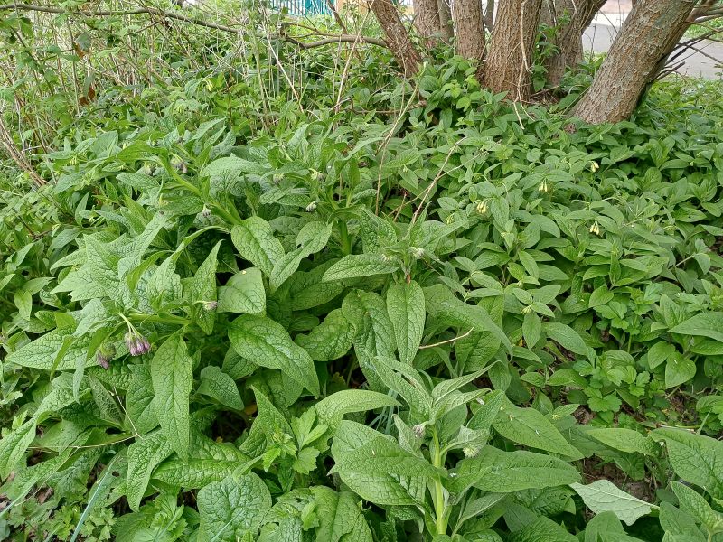 Photograph of a dense patch of green leafy plants growing under a tree with multiple trunks. Leaves are broad and textured, with some small purple flowers and yellow flowers visible among the foliage.