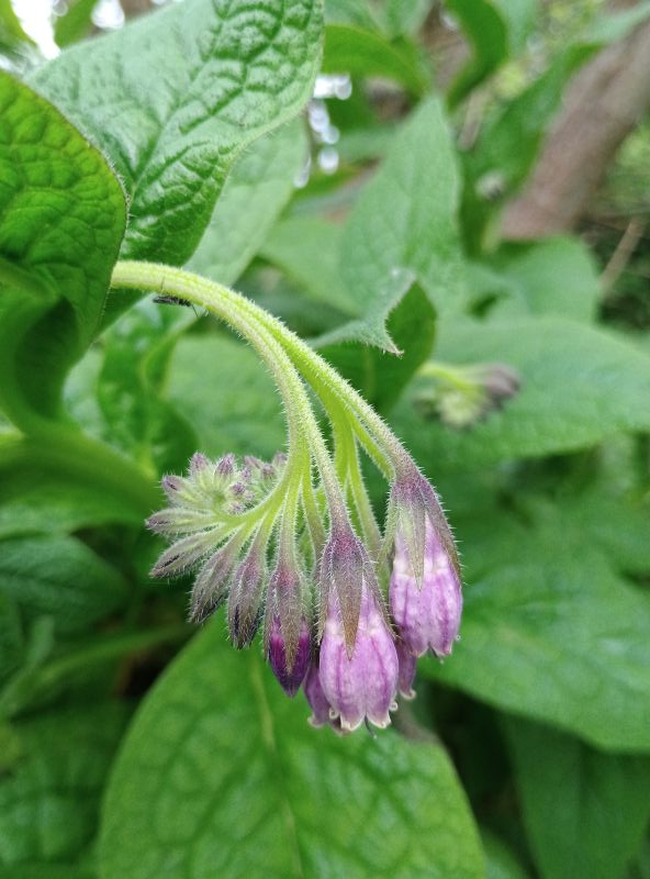 Photograph of a cluster of small, purple, bell-shaped flower buds on a single hairy stem surrounded by large, textured green leaves. 