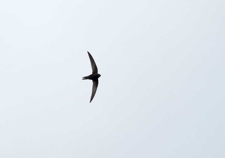 Silhouette of a swift with wings outspread flying against a pale blue sky