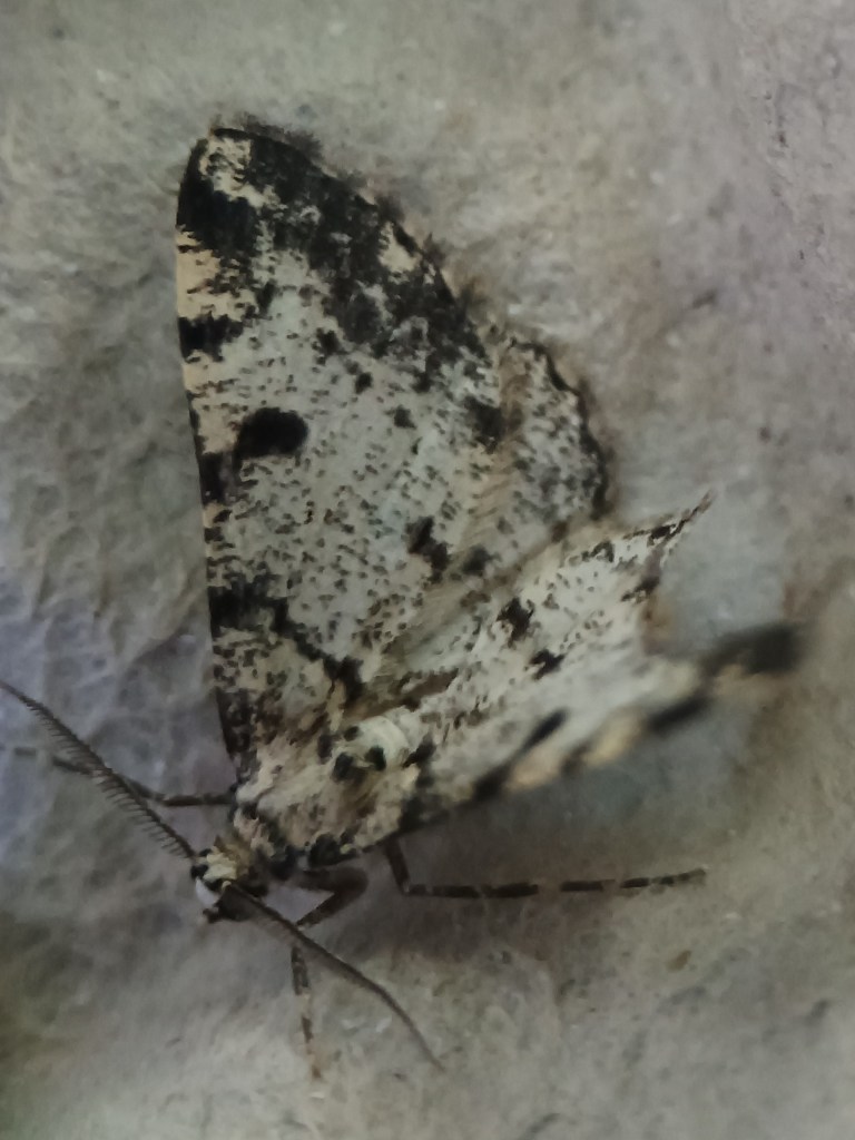 off-white moth with black speckles