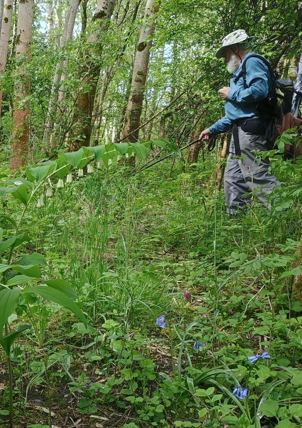 Photograph of a person walking through a woodland with an arching plant with  small cream flowers in the foreground. The person wears a hat and backpack, holding a walking stick while surrounded by tall trees and lush undergrowth.