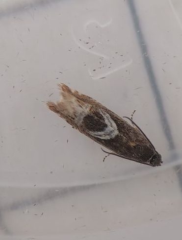 Photograph showing a small brown and cream mottled moth resting in a clear plastic container.