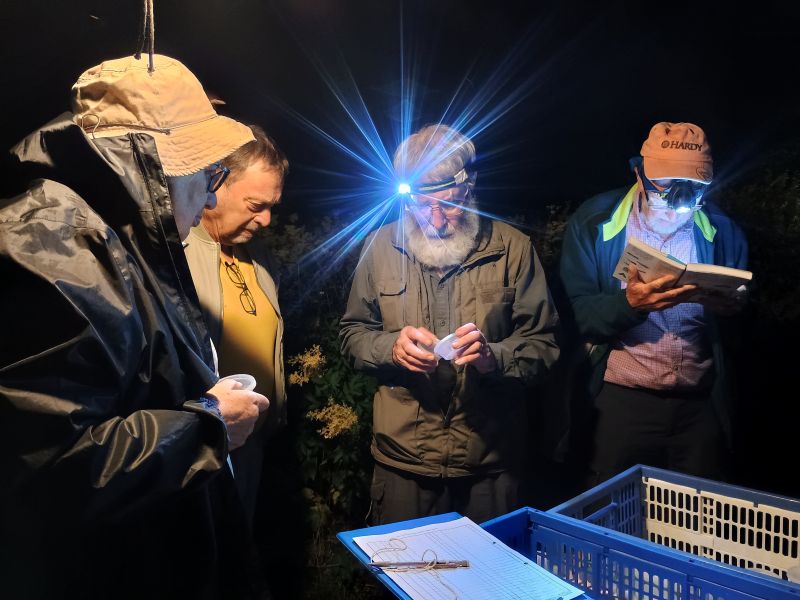 Three people studying a moth sample and a fourth person looking at an ID guide
