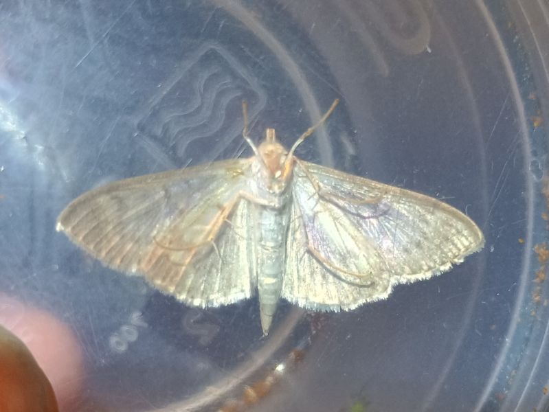 white moth with irridescent pearly sheen