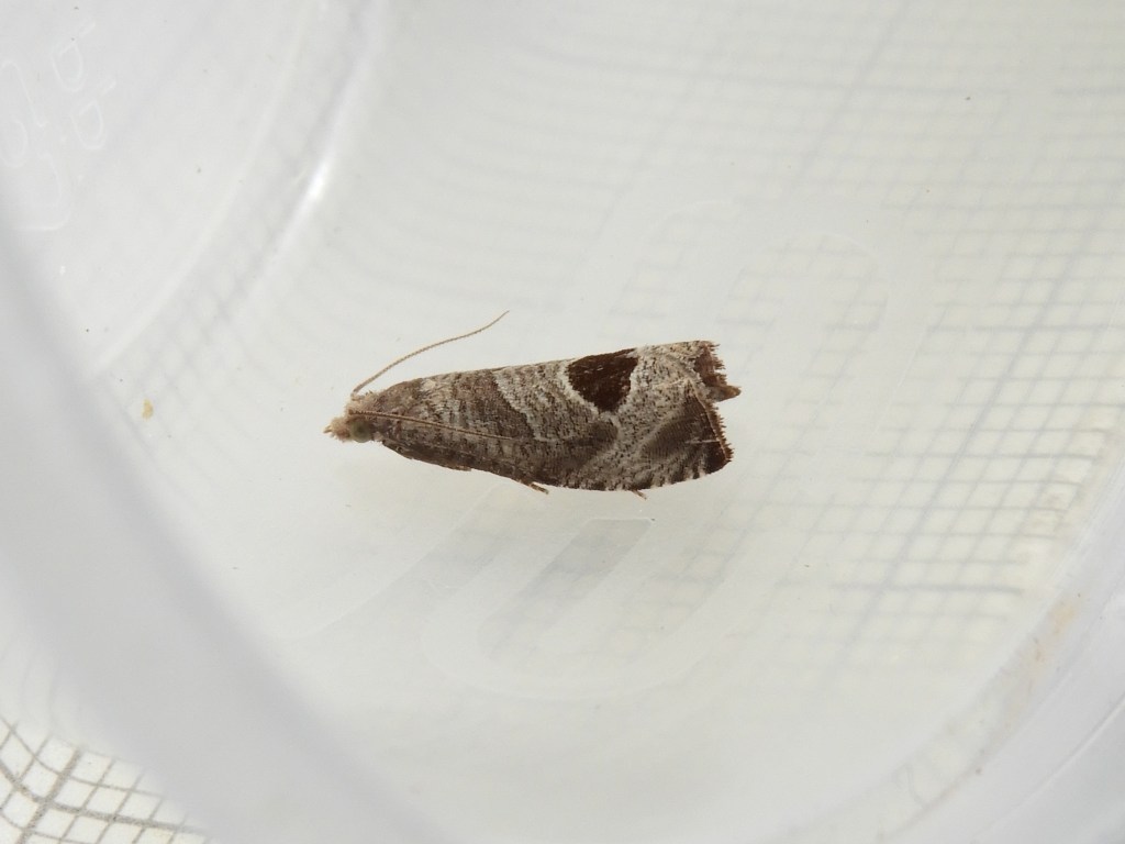 grey and white moth with dark saddle shaped marking in centre of wing