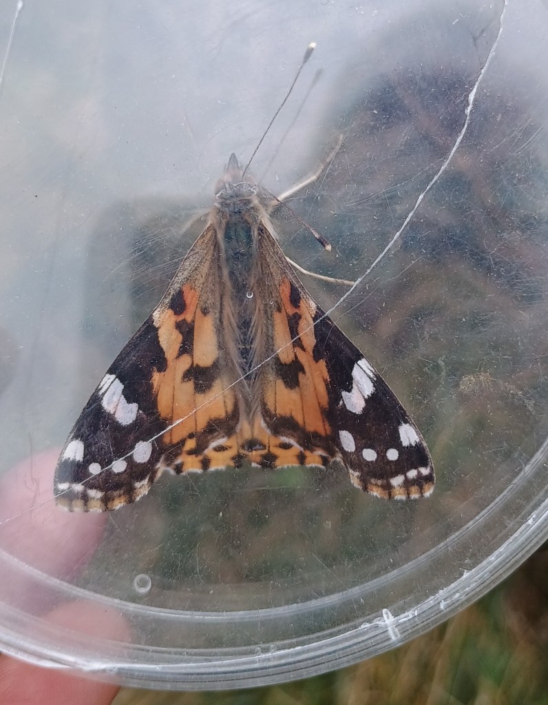 Photograph showing a butterfly inside a clear plastic container. Butterfly features orange and brown wings with white spots.