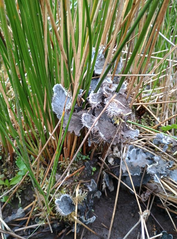 Photograph showing a cluster of grayish-blue lichen growing among green rushes