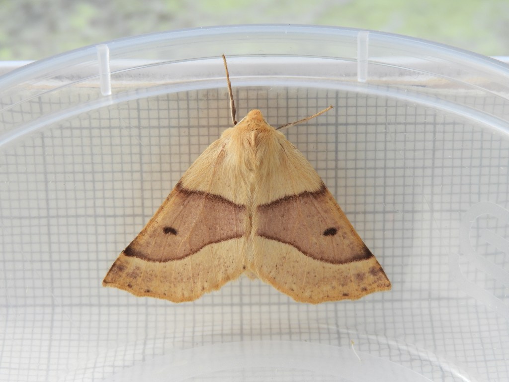 Buff coloured moth with a brown uneven band with adark dot across the centre of the wing