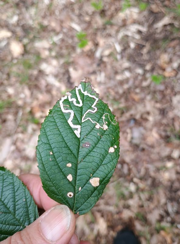 Photograph of a green leaf held by a hand, showing a pale, winding pattern. 