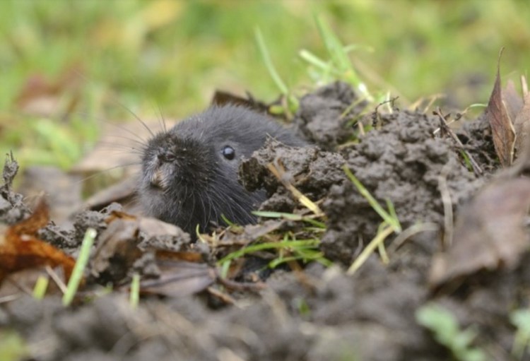 Face of vole peeking out from a mound of earth with grass in background