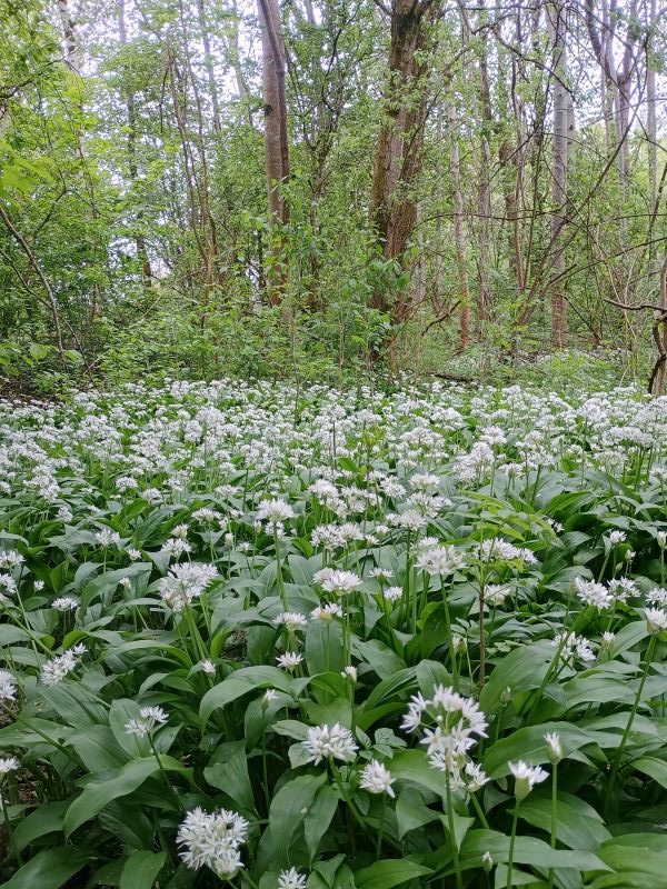 Photograph of a forest floor densely covered with blooming white wildflowers and green leaves, extending into a background of tall trees with fresh green foliage.