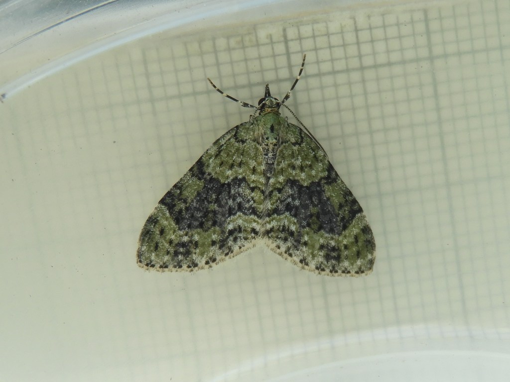 greenish grey moth with narrow bands of colour along the wings