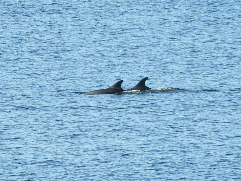 Two dolphins in the sea with their fins and back breaking the surface of the water