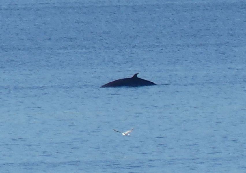 Minke Whale in the sea with its fin and back breaking the surface of the water