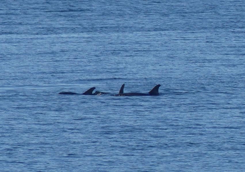 Three dolphins in the sea with their fins and back breaking the surface of the water